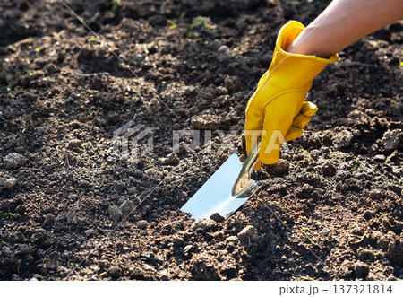 ガーデニング：黄色い革手袋をして金属製のスコップを土に差し込む様子 137321814