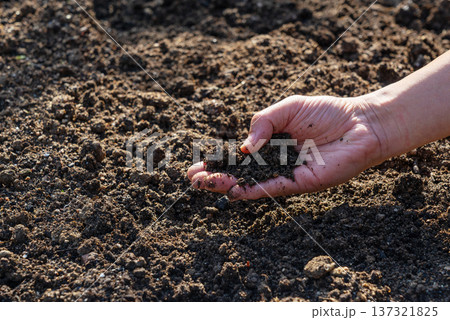 畑の豊かな土を手に取り感触を確かめる農家の手(農業・ガーデニング) 畑の豊かな土を手に取り感触を確かめる農家の手(農業・ガーデニング) 137321825