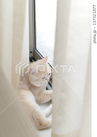 Curious calm beautiful lilac british shorthair cat resting behind white sheer curtain near bright window looking like sweet domestic pet animal feeling completely peaceful and deeply relaxed Curious calm beautiful lilac british shorthair cat resting behind white sheer curtain near bright window looking like sweet domestic pet animal feeling completely peaceful and deeply relaxed 137321877