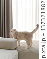 Curious lilac british shorthair cat stands on comfortable light gray ribbed sofa looking up with calm expression toward bright natural sunlight streaming through long window curtains 137321882