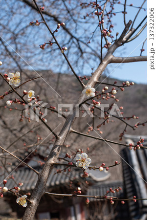 Plum blossom branches with traditional Korean hanok roof in spring 137322006
