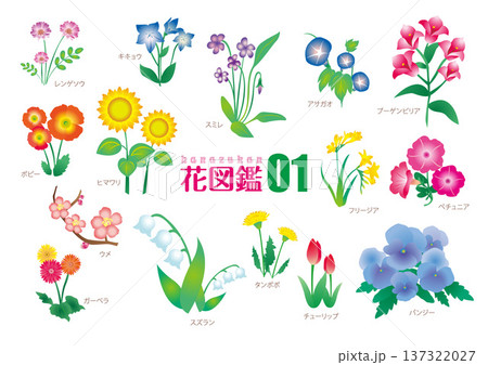花図鑑01_イラスト素材 137322027