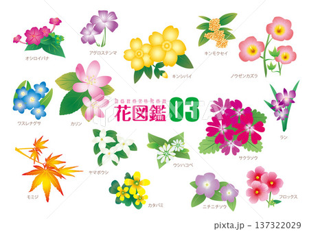 花図鑑03_イラスト素材 137322029