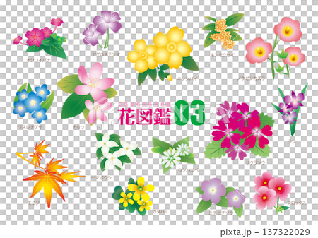 花図鑑03_イラスト素材 137322029