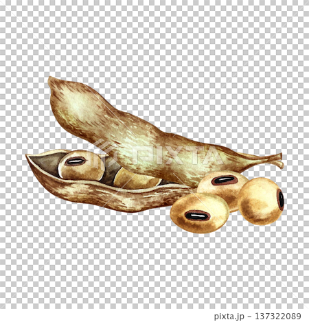 Soybeans with pods. Hand-drawn watercolor illustration. Isolation. Perfect for creating product labels, posters, banners, menus, and more. Soybeans with pods. Hand-drawn watercolor illustration. Isolation. Perfect for creating product labels, posters, banners, menus, and more. 137322089