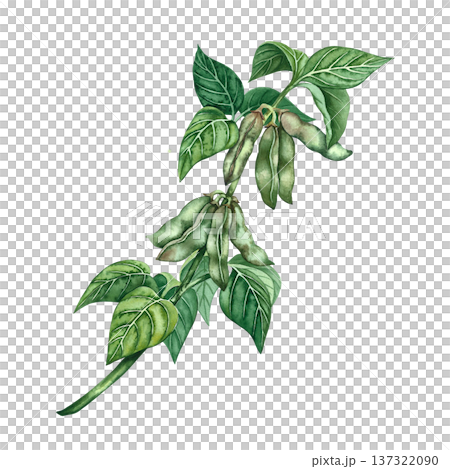 Soy stalk with green pods and leaves. Hand-drawn watercolor illustration. Isolate. Perfect for creating product labels, posters, banners, menus, and more. Soy stalk with green pods and leaves. Hand-drawn watercolor illustration. Isolate. Perfect for creating product labels, posters, banners, menus, and more. 137322090