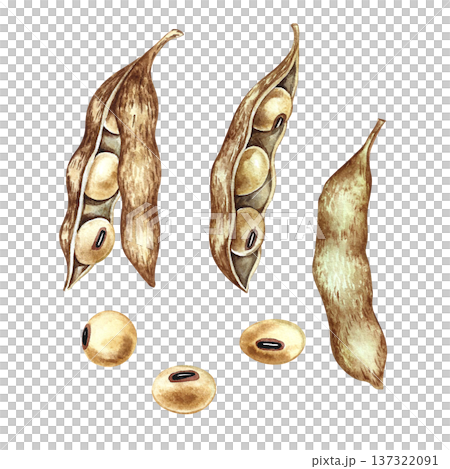 A set of soybeans with pods. Hand-drawn watercolor illustration. Isolate. Perfect for creating product labels, posters, banners, menus, and more. A set of soybeans with pods. Hand-drawn watercolor illustration. Isolate. Perfect for creating product labels, posters, banners, menus, and more. 137322091