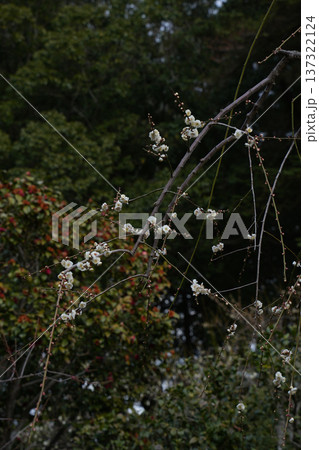 枝垂れ梅　白滝枝垂 137322124