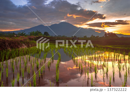 Beautiful morning view indonesia Panorama Landscape paddy fields with beauty color and sky natural light Beautiful morning view indonesia Panorama Landscape paddy fields with beauty color and sky natural light 137322222