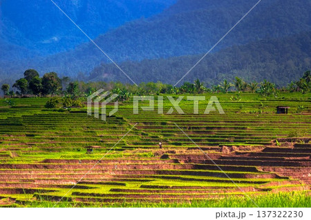 Beautiful morning view indonesia Panorama Landscape paddy fields with beauty color and sky natural light Beautiful morning view indonesia Panorama Landscape paddy fields with beauty color and sky natural light 137322230