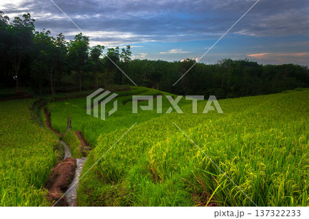 Beautiful morning view indonesia Panorama Landscape paddy fields with beauty color and sky natural light 137322233