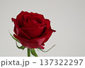 プレゼントされればうれしい赤いバラ 137322297