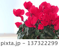 屋外で撮影した鉢植えの赤いシクラメン 137322299