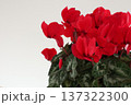 鉢植えの赤いシクラメンの花 137322300