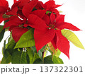 明るく窓辺を飾るポインセチア 137322301