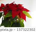 クリスマスシーズンのポインセチア 137322302
