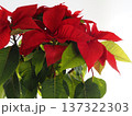 大きく育ったポインセチアの鉢植え 137322303