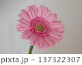 元気いっぱいに咲くピンク色のガーベラ一輪 137322307