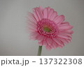 白い前ボケ入りピンク色のガーベラ 137322308