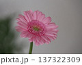優しく可憐なピンク色のガーベラ一輪 137322309