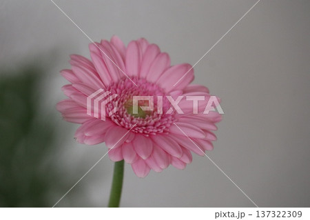 優しく可憐なピンク色のガーベラ一輪 137322309