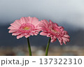 気持ちのいい外の空気の中のピンクのガーベラのペア 137322310