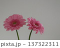 かわいい二輪のピンク色のガーベラ 137322311