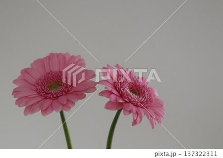 かわいい二輪のピンク色のガーベラ かわいい二輪のピンク色のガーベラ 137322311