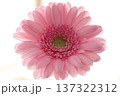 白い背景に映えるピンク色のガーベラの花 137322312