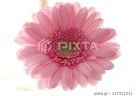 白い背景に映えるピンク色のガーベラの花 白い背景に映えるピンク色のガーベラの花 137322312