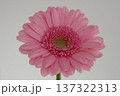 一輪の茎つきピンクのガーベラのアップ 137322313