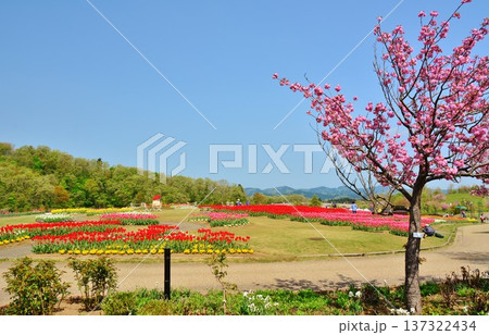 桜・チュウリップの花咲く長岡市国営越後丘陵公園 桜・チュウリップの花咲く長岡市国営越後丘陵公園 137322434