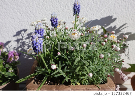 花かんざしとバイカラームスカリの寄せ植え 花かんざしとバイカラームスカリの寄せ植え 137322467