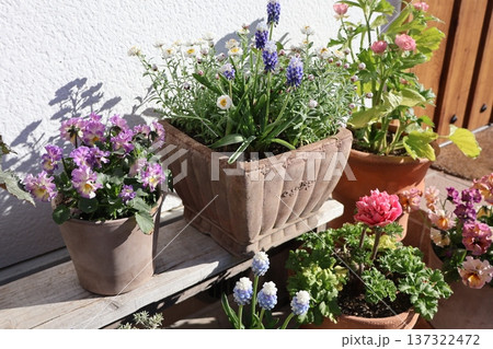 玄関前の花の寄せ植え＆寄せ鉢 137322472