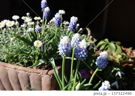 バイカラームスカリと花かんざしの寄せ植え＆寄せ鉢 137322490