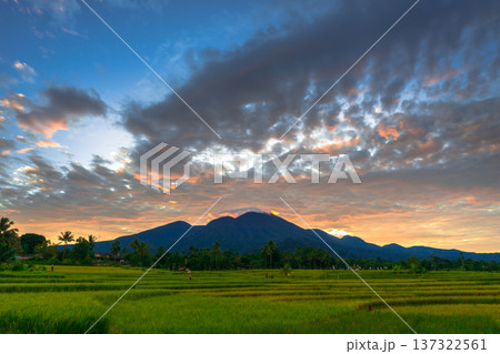 Beautiful morning view indonesia Panorama Landscape paddy fields with beauty color and sky natural light Beautiful morning view indonesia Panorama Landscape paddy fields with beauty color and sky natural light 137322561