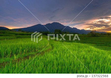 Beautiful morning view indonesia Panorama Landscape paddy fields with beauty color and sky natural light 137322568