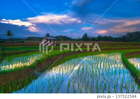 Beautiful morning view indonesia Panorama Landscape paddy fields with beauty color and sky natural light Beautiful morning view indonesia Panorama Landscape paddy fields with beauty color and sky natural light 137322584