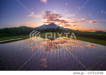 Beautiful morning view indonesia Panorama Landscape paddy fields with beauty color and sky natural light 137322588