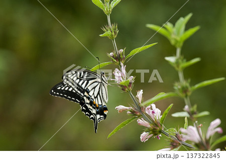 キセワタに吸蜜するアゲハチョウ キセワタに吸蜜するアゲハチョウ 137322845