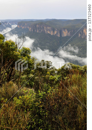 Scenic landscape view from Anvil Hill Lookout in the Blue Mountains National Park overlooking rugged sandstone cliffs, forested valleys and expansive bushland 137323460
