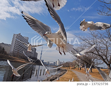 群れ飛ぶ 137323736