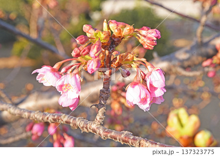 蕾の春 蕾の春 137323775