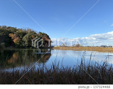 溜池を飛び立つ水鳥 溜池を飛び立つ水鳥 137324488