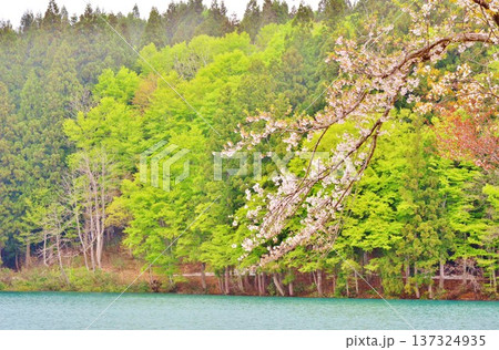 新緑の女神伝説の池鏡ヶ池・桜風景 137324935