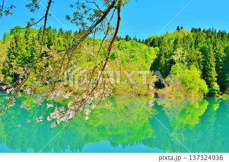 新緑の女神伝説の池鏡ヶ池・桜風景 137324936