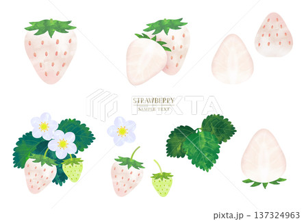 手描き水彩風　白イチゴのイラスト素材セット 137324963