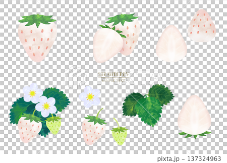 手描き水彩風　白イチゴのイラスト素材セット 137324963