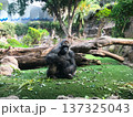Gorilla in national park in its natural habitat 137325043