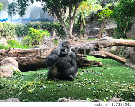 Gorilla in national park in its natural habitat 137325043